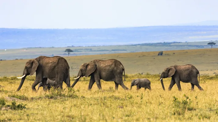 Biodiversité Afrique du Sud